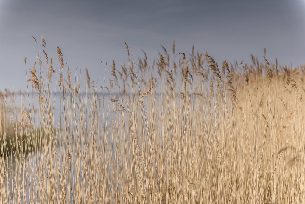 Kamphof Usedom Ferienanlage Loddin Luaran gambar